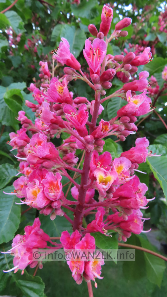 Aesculus carnea Briottii - Einzelbluete.JPG